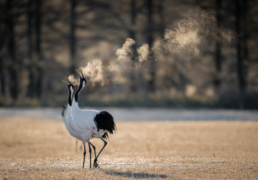 非器質性呼吸困難