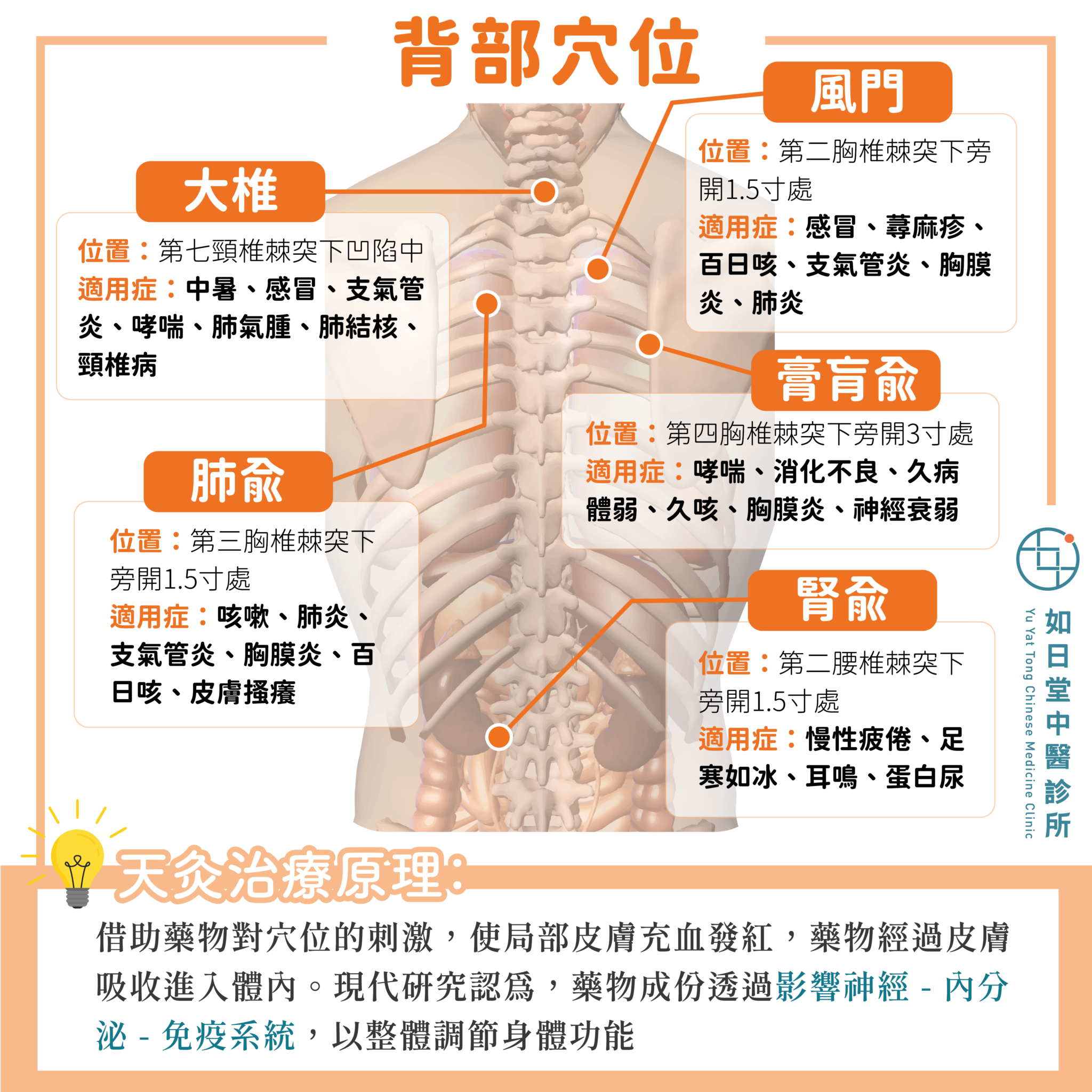 【背部穴位簡介】 - 如日堂中醫診所 Yu Yat Tong Chinese Medicine Clinic
